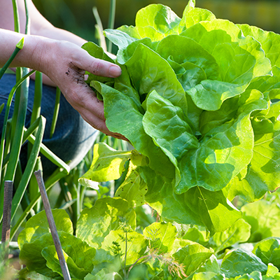 garden fresh lettuce harvested