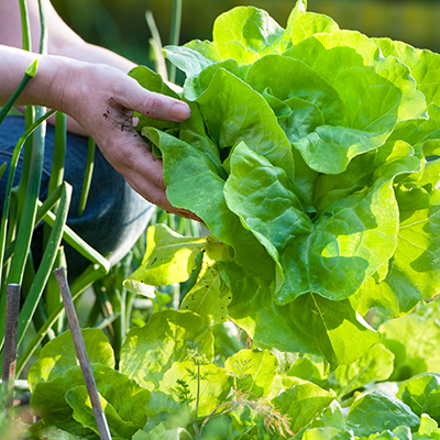 garden fresh lettuce harvested